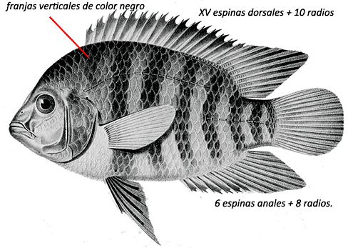 Australoheros facetus_01.jpg